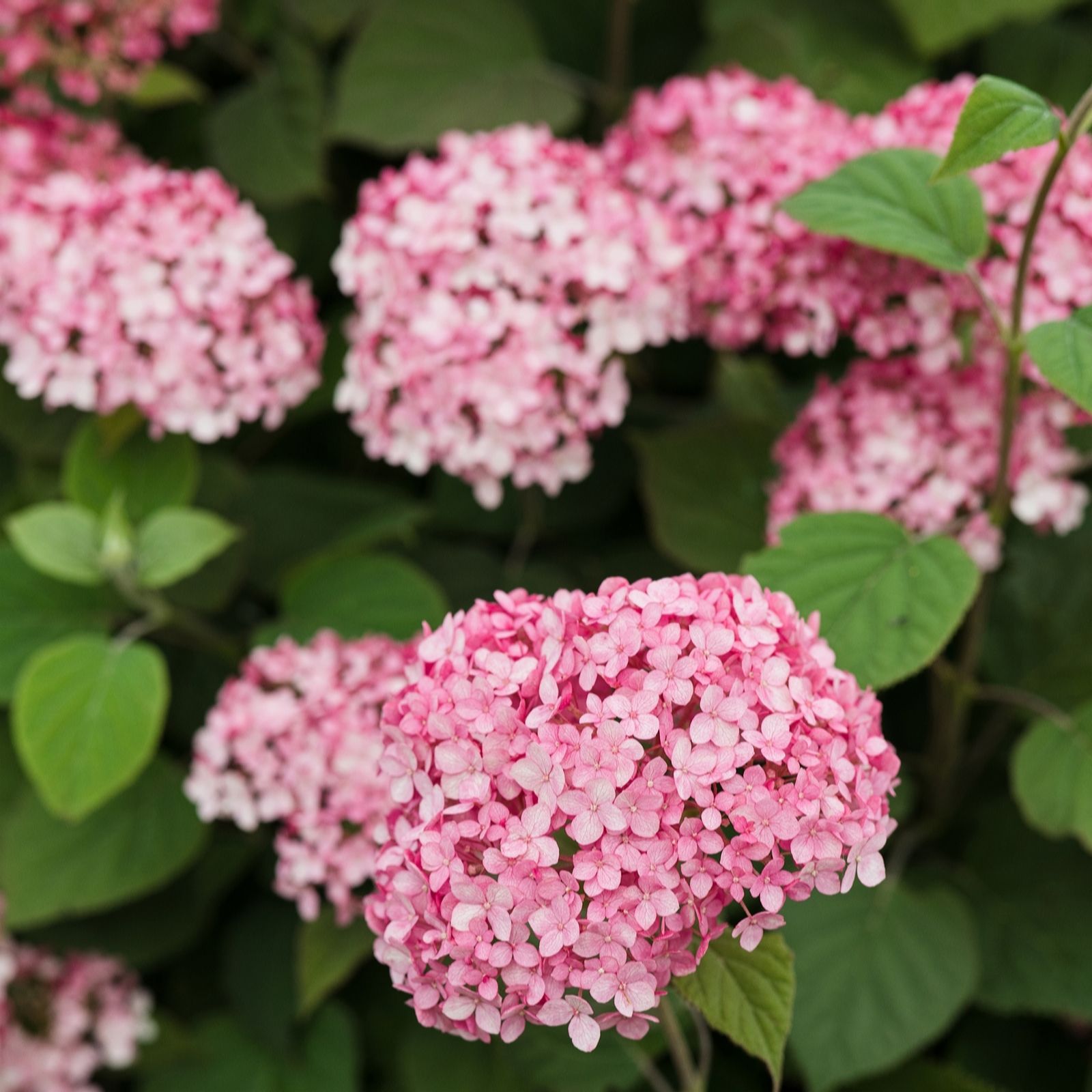 Richard Jackson Hydrangea Beauty Bell Pink 2.3l pot