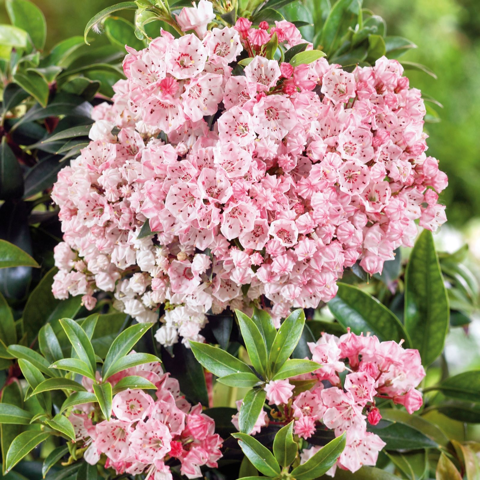 Plants2Gardens Kalmia Latifolia 3ltr