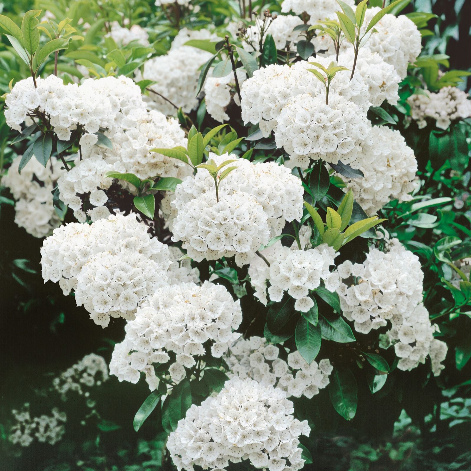 Plants2Gardens Kalmia Latifolia 3ltr