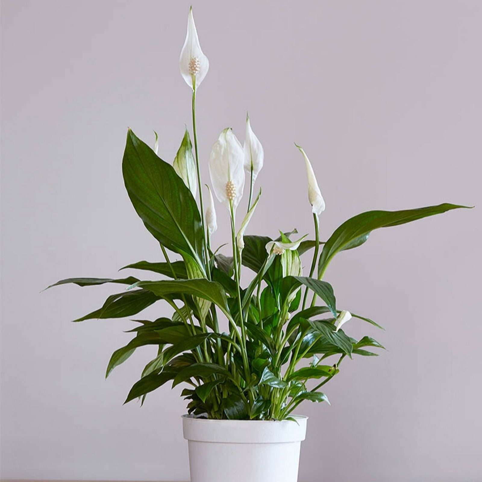 YouGarden Peace Lily (Spathiphyllum) 'Cupido' in a 9cm pot