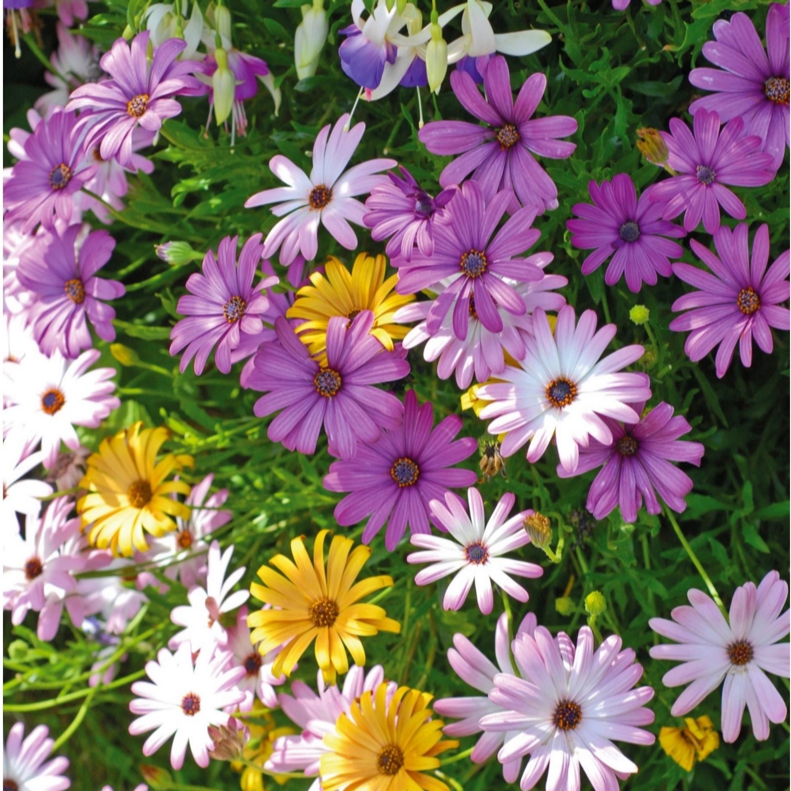 Thompson & Morgan Osteospermum Falling Stars Collection Postiplug x 6