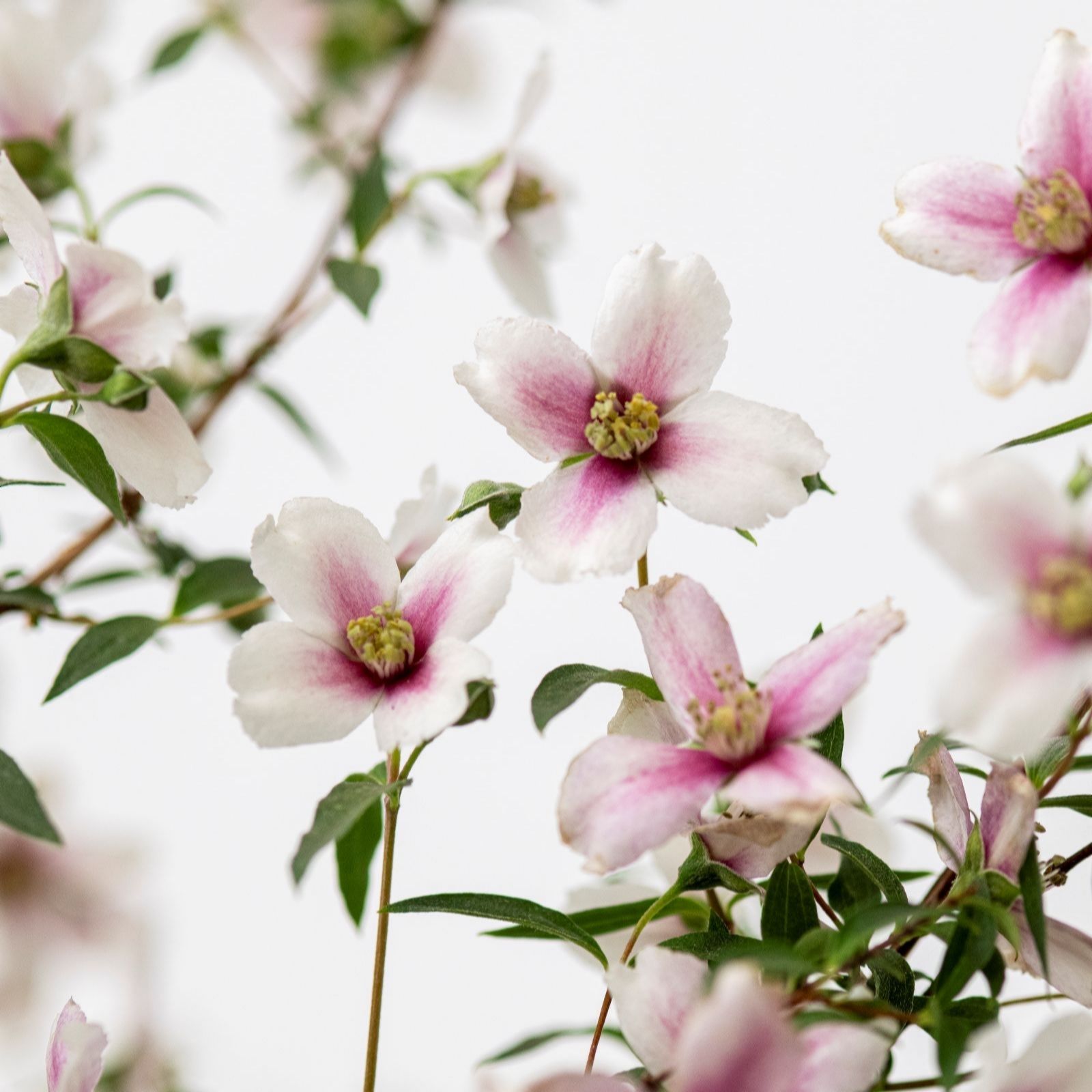 Thompson & Morgan Philadelphus Petite Perfume 9cm Pot x 2