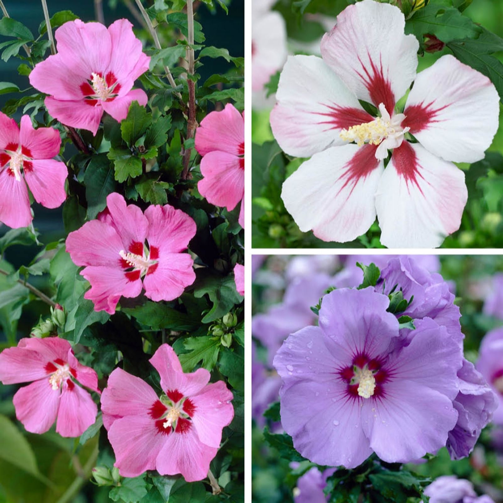 YouGarden Hardy Hibiscus Collection
