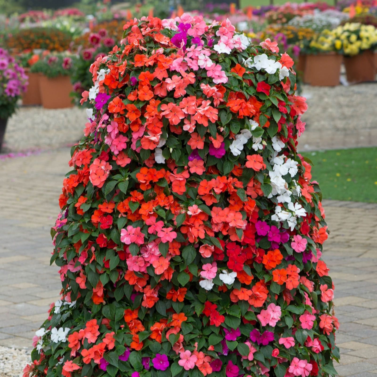 YouGarden Busy Lizzie 'Beacon Mix' Garden Ready Plants x20