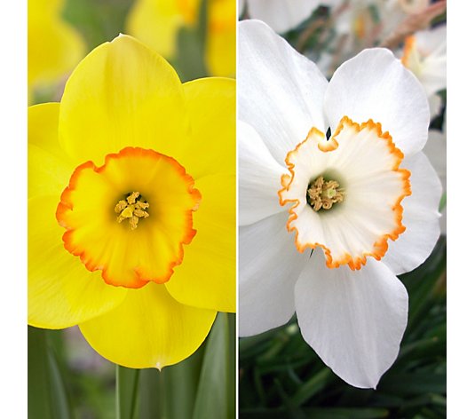 Richard Jackson's Garden Charm Daffodil Collection 10x Bulbs