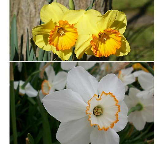 Precious Plants Garden Wonder Daffodil Collection 10x bulbs size 14/16