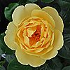 Harkness Roses  Alfie Boe Bare Root x 1 Rose