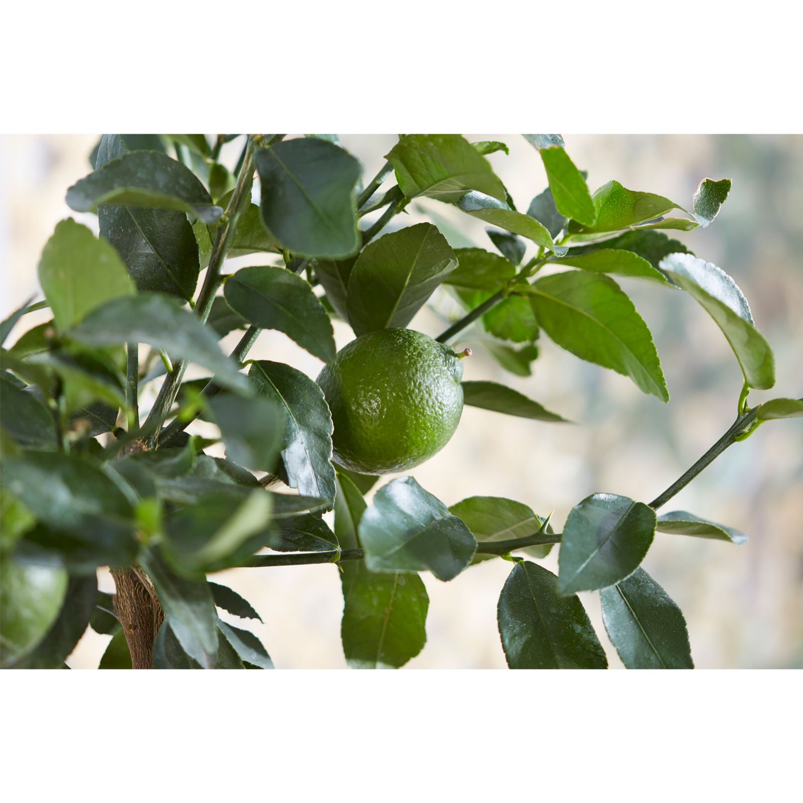 Thompson & Citrus Tree Lime 5 Litre Pot x 1 QVC UK