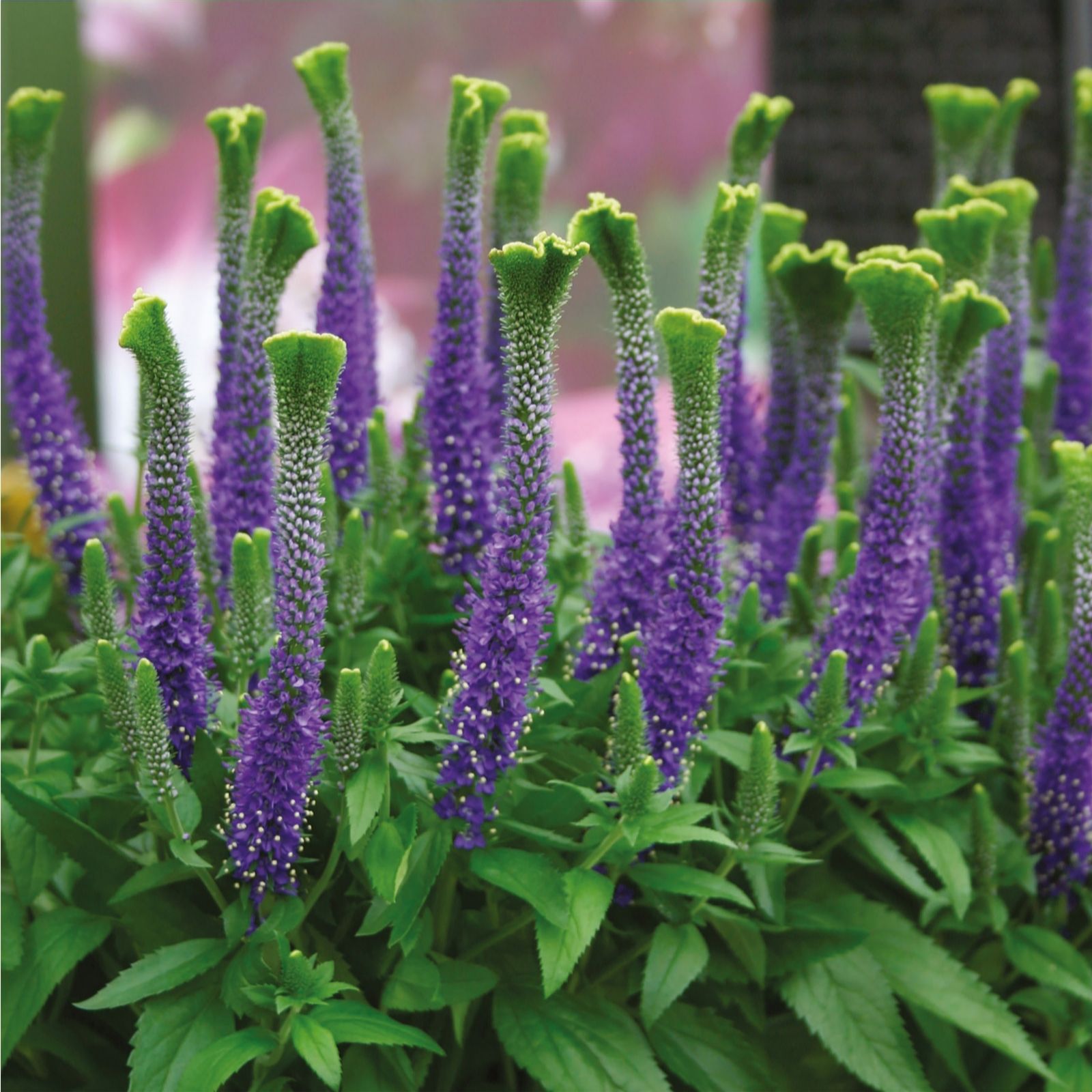 Plants2Gardens Veronica Spicata Christa 3 x 9cm