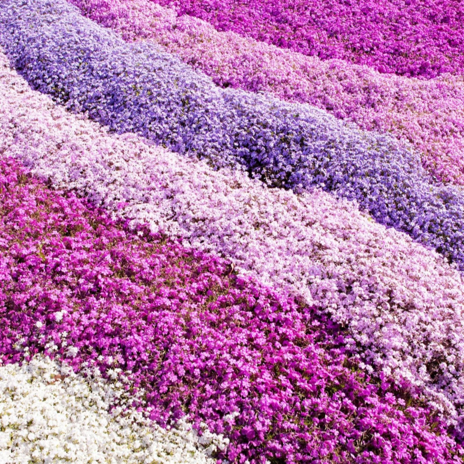 YouGarden Phlox Collection 3x9cm Pots