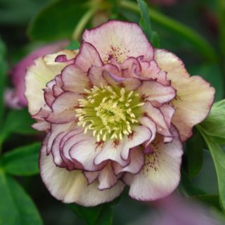 Hayloft Plants Hellebore Double Ellen Collection 3x 9cm