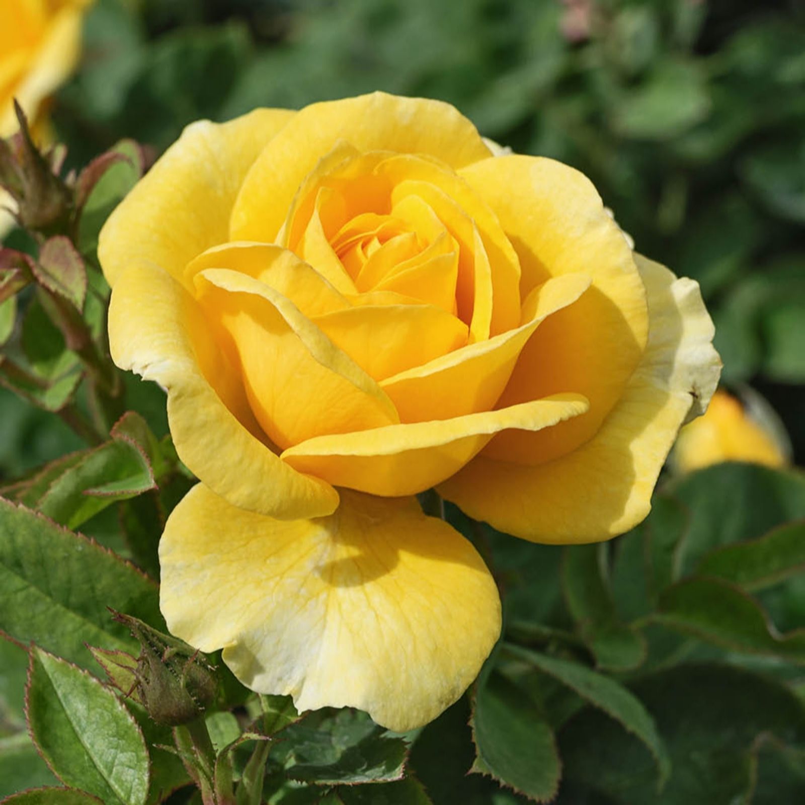 Harkness Roses Rose You Are My Sunshine in a 3L-4L pot