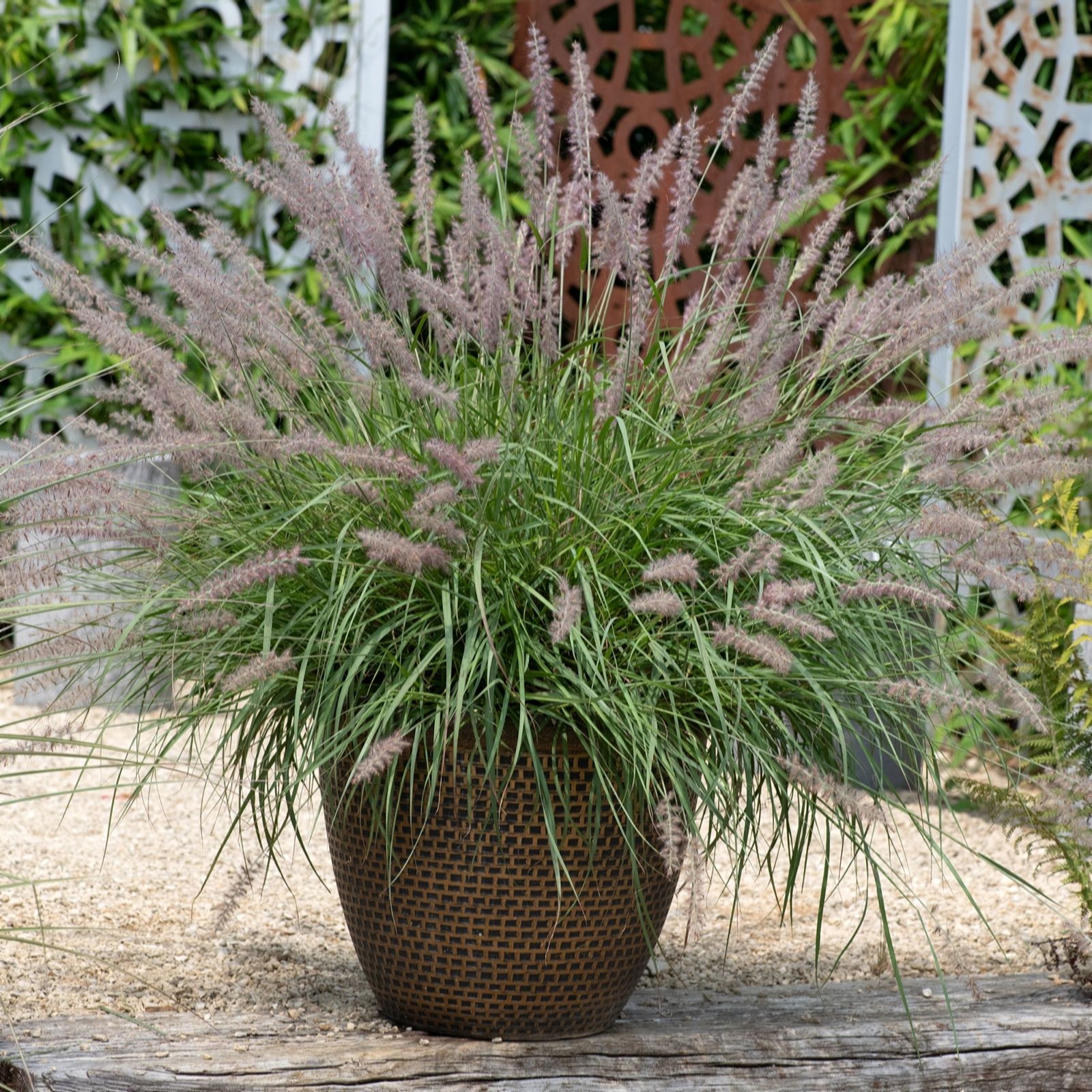 Plants 2 Gardens Pennisetum Come Dance With Me 2 x 9cm