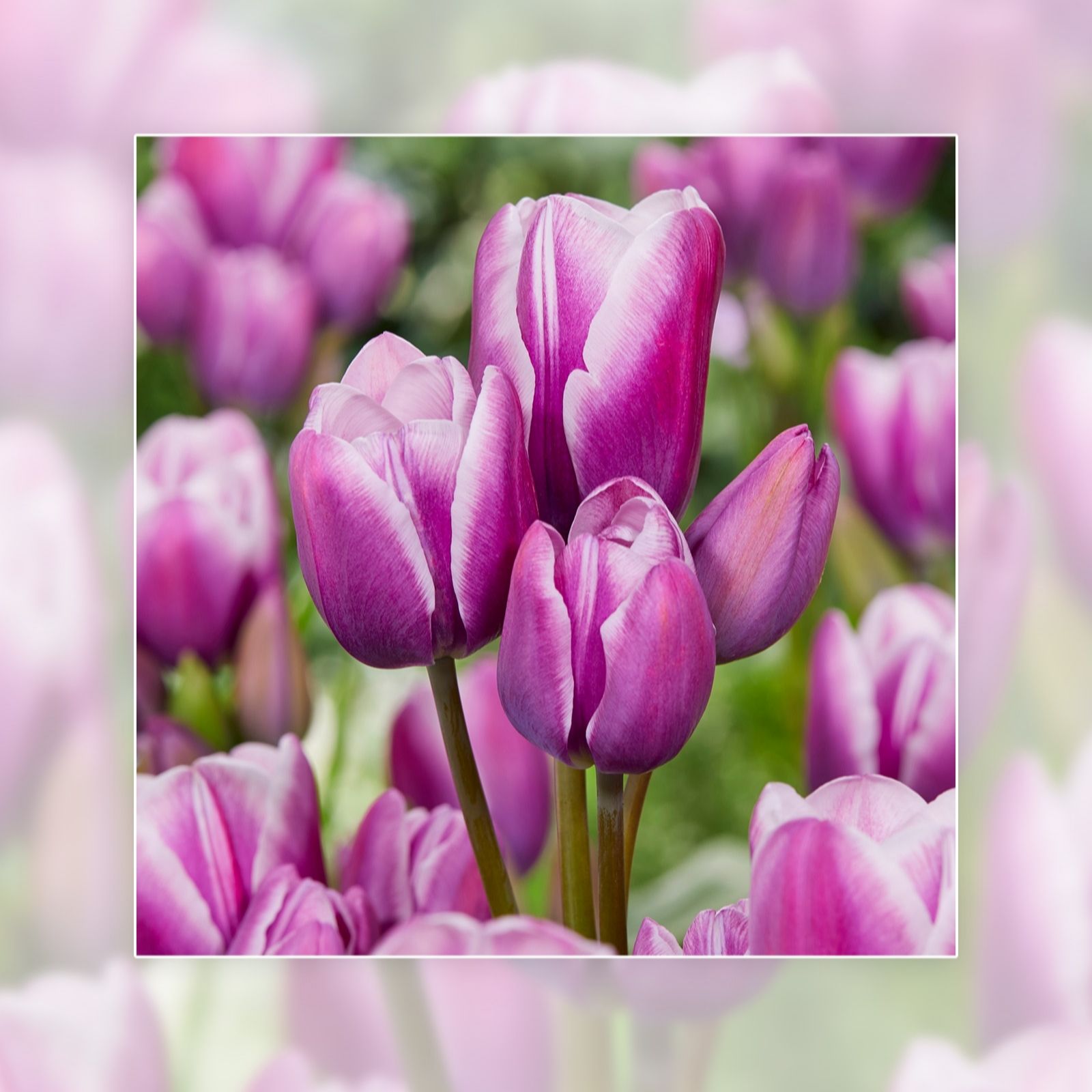 Richard Jackson Tulip Purple Elegance 12x10/11 bulbs