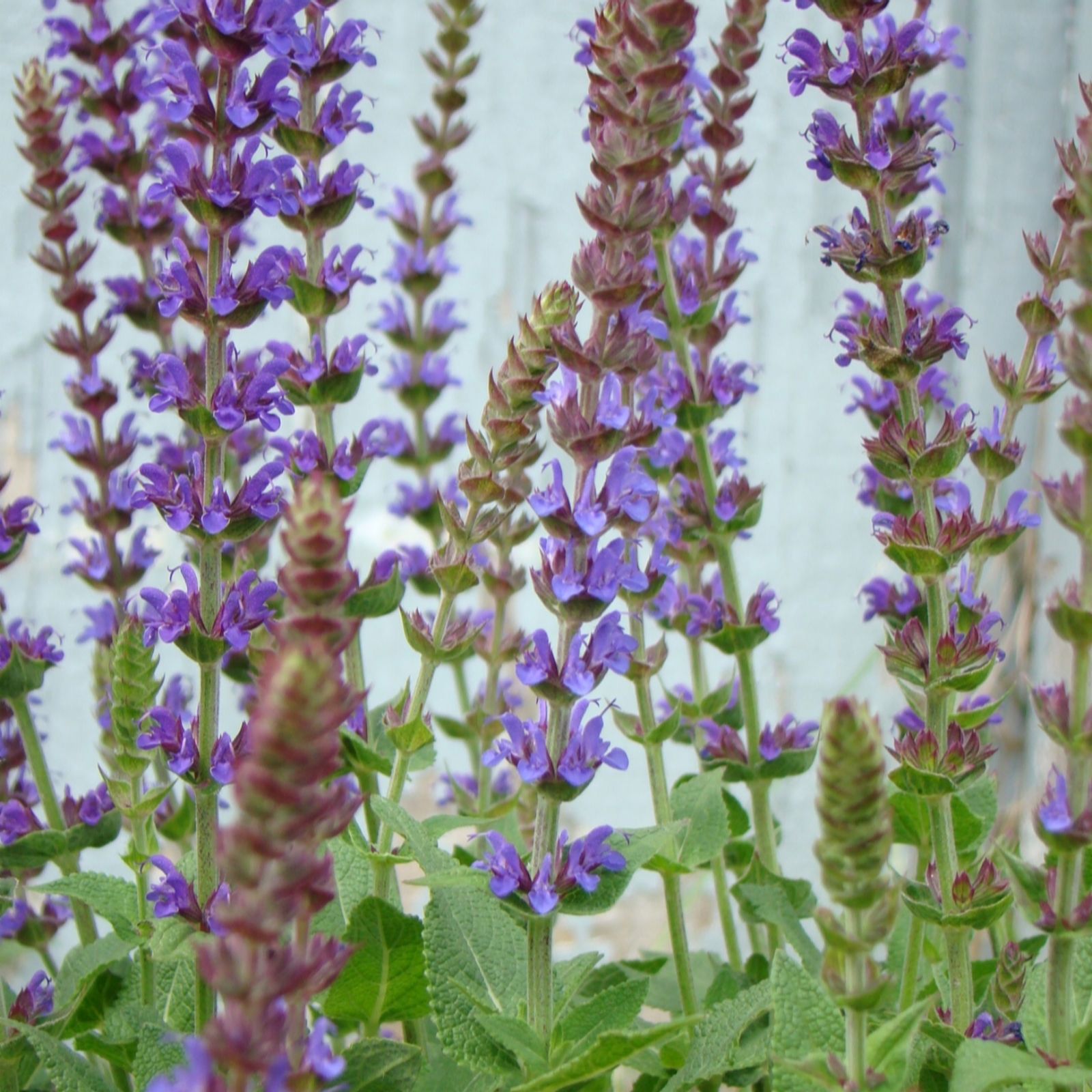 Hayloft Plants Salvia East Friesland 5 x 9cm pots