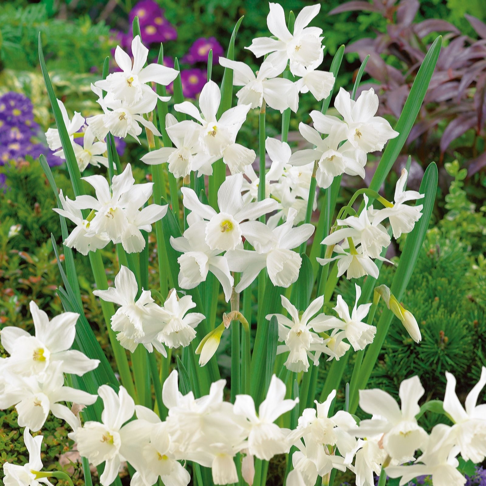 Plants2Gardens Narcissus Botanical White