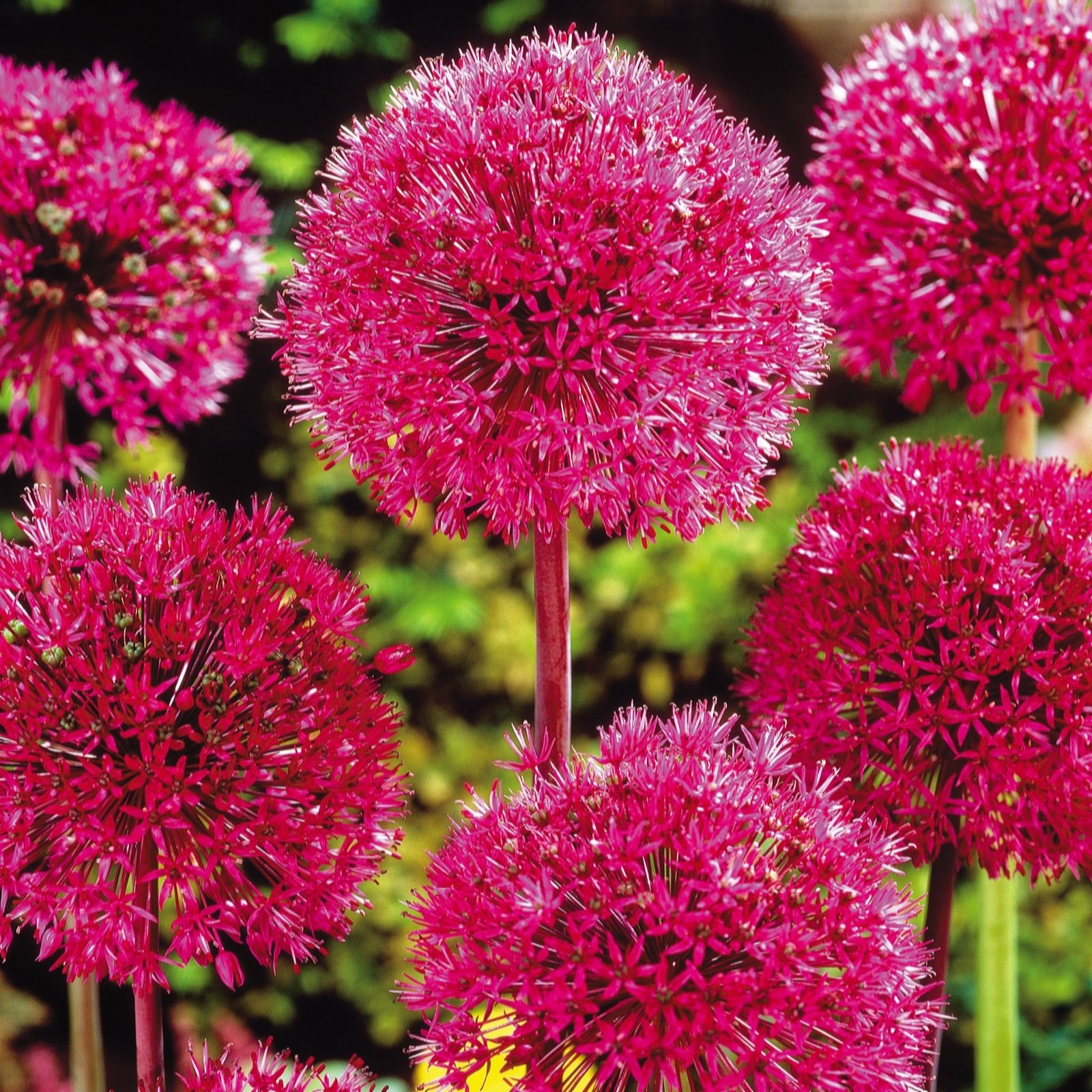 Thompson & Morgan Allium Giant Collection 8 Bulbs