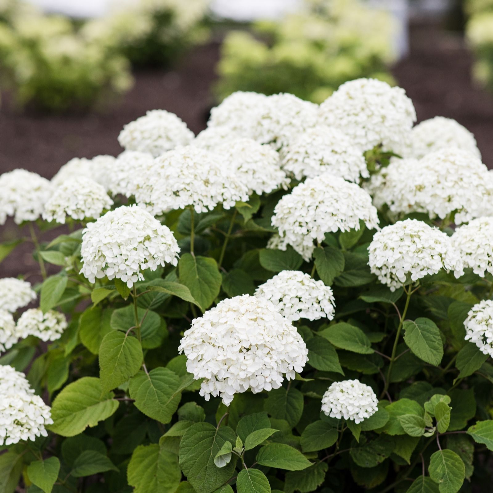Richard Jackson Hydrangea Beauty Bell White 2.3L Pot