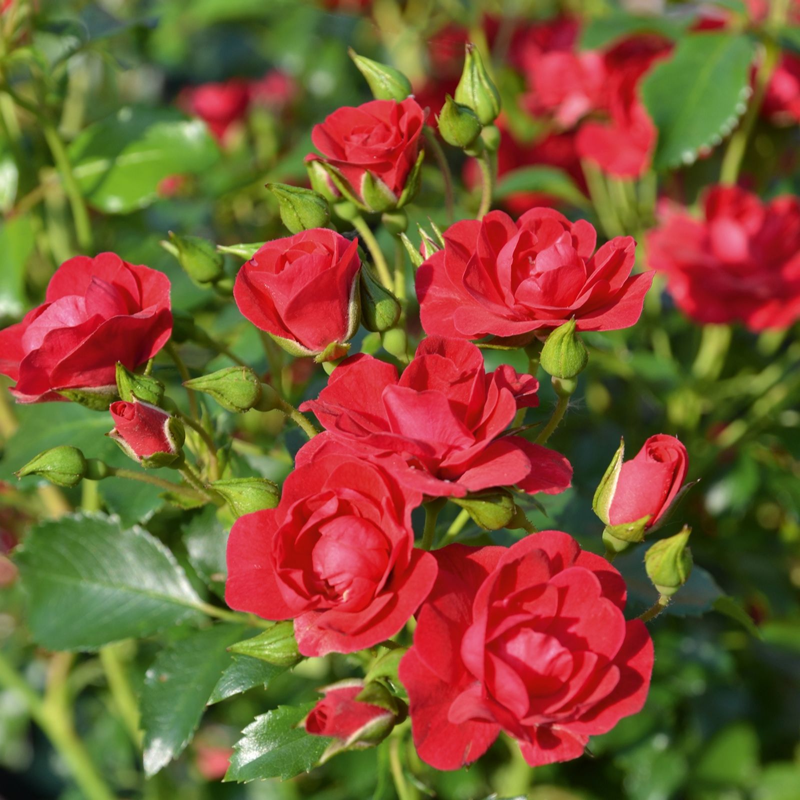 Plants2Gardens Flower Carpet Rose 3ltr