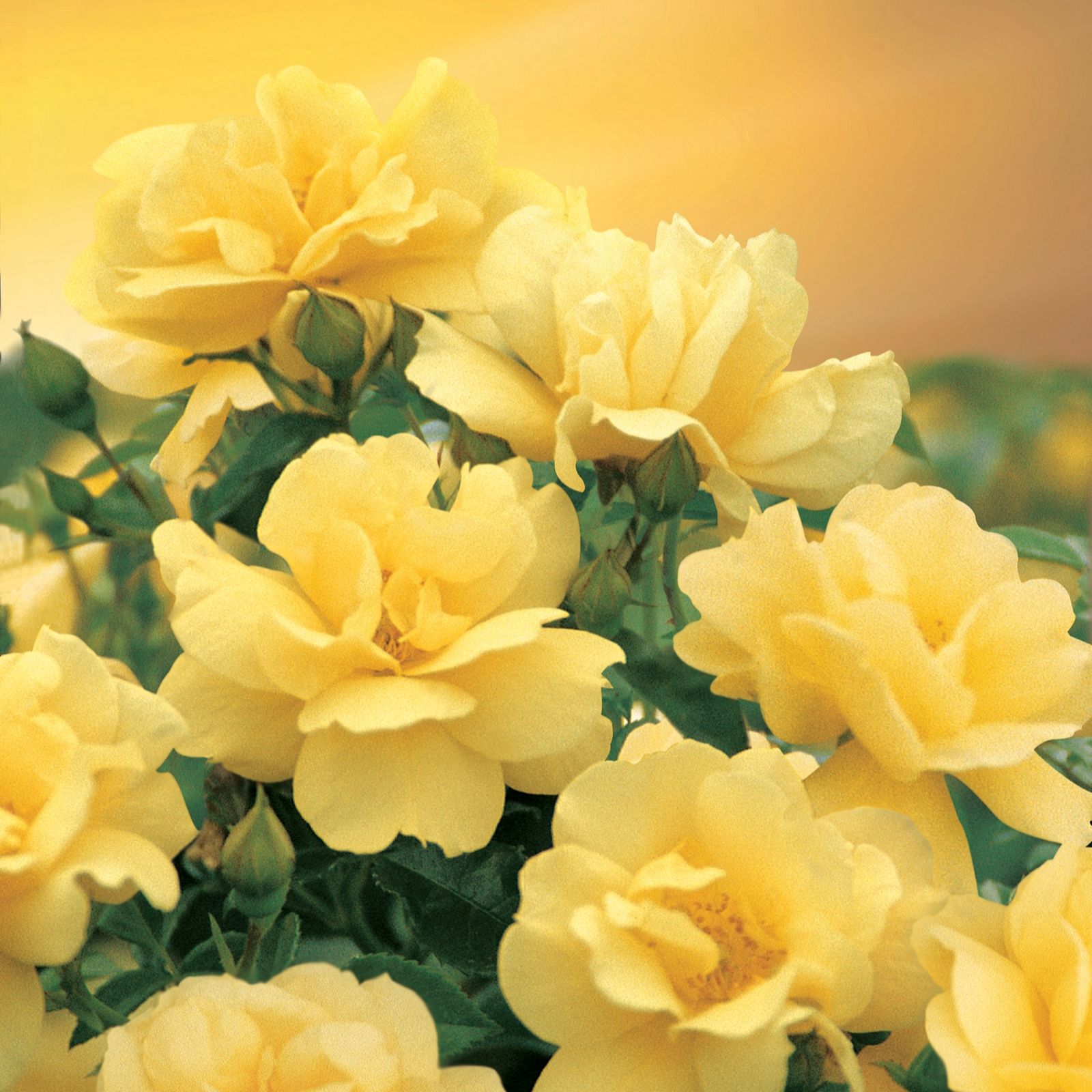 Plants2Gardens Flower Carpet Rose 3ltr