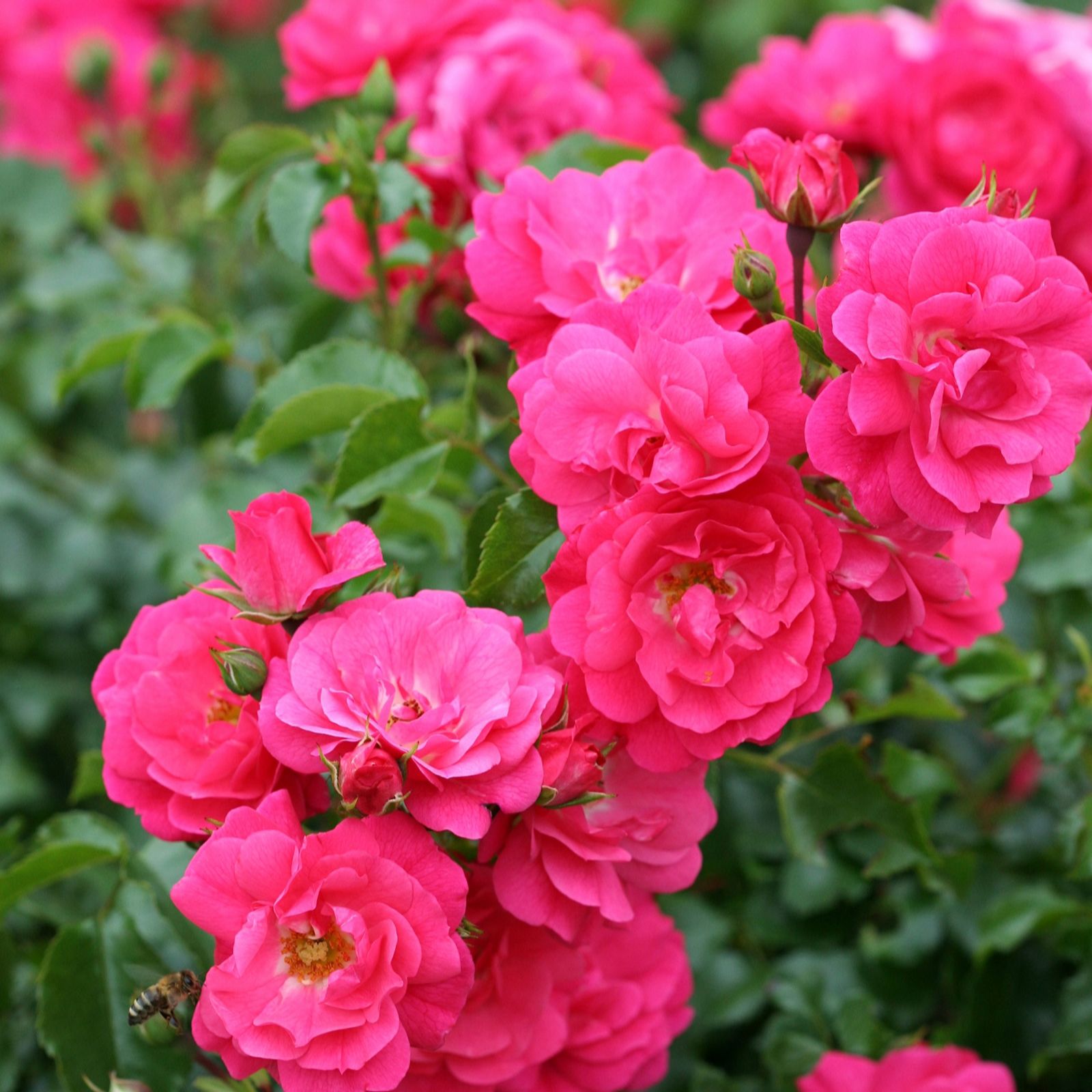 Plants2Gardens Flower Carpet Rose 3ltr