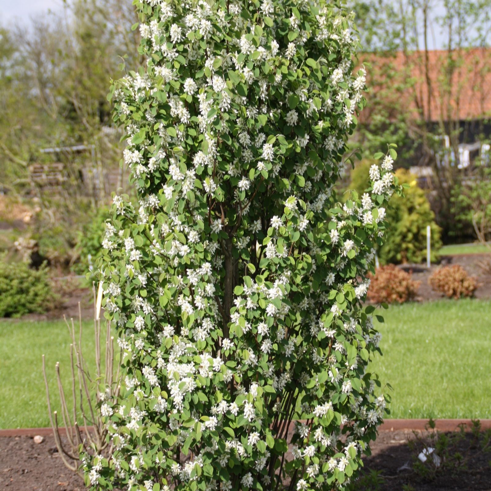 Plants 2 Gardens Amelanchier Obelisk 3ltr