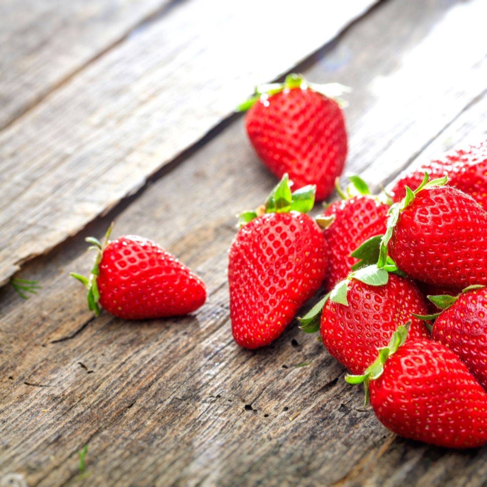 Suttons Strawberry Full Season Collection 30 Bare Roots