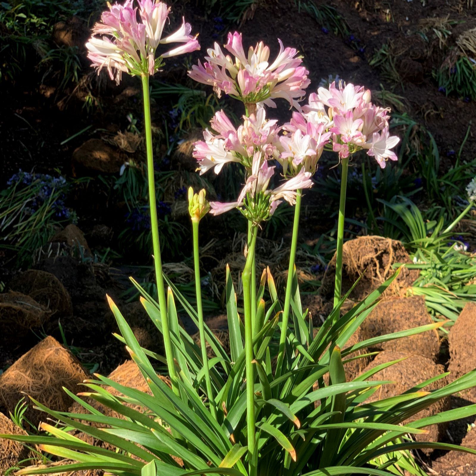 Thompson & Morgan Agapanthus Blush Pink 9cm Pot x 2
