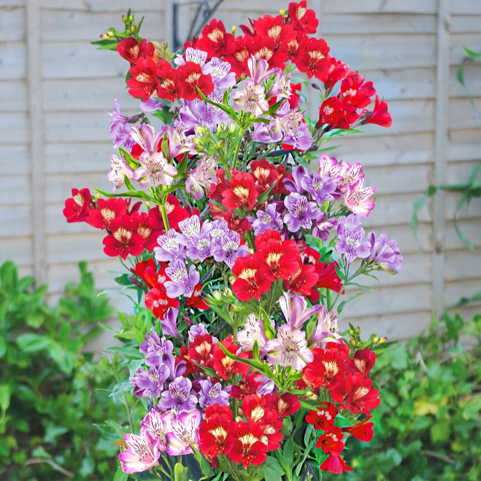 Thompson & Morgan Alstroemeria 'Tree Everest Mix' x 3 Jumbo Plugs
