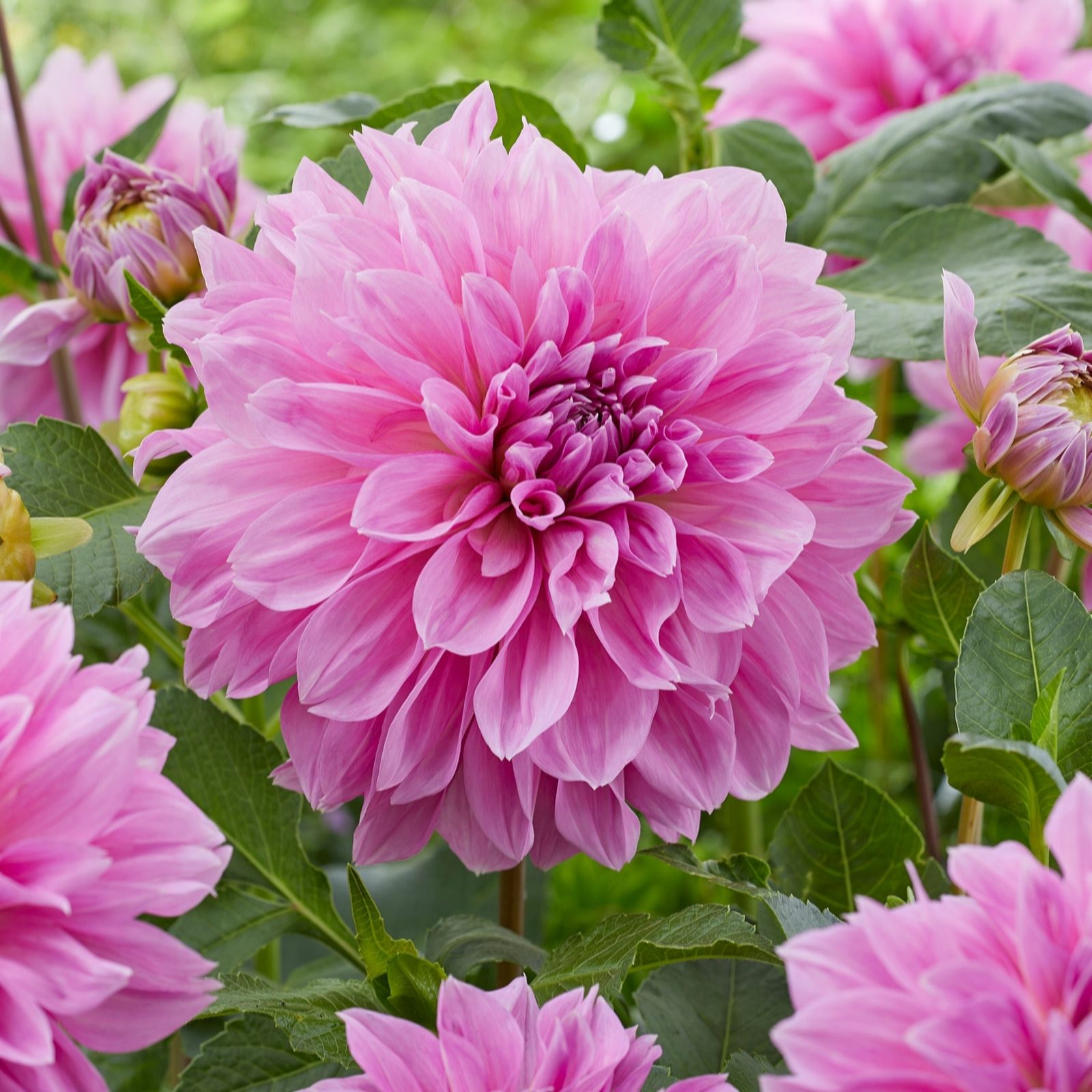 de Jager Dramatic Dinner Plate Dahlias x 3