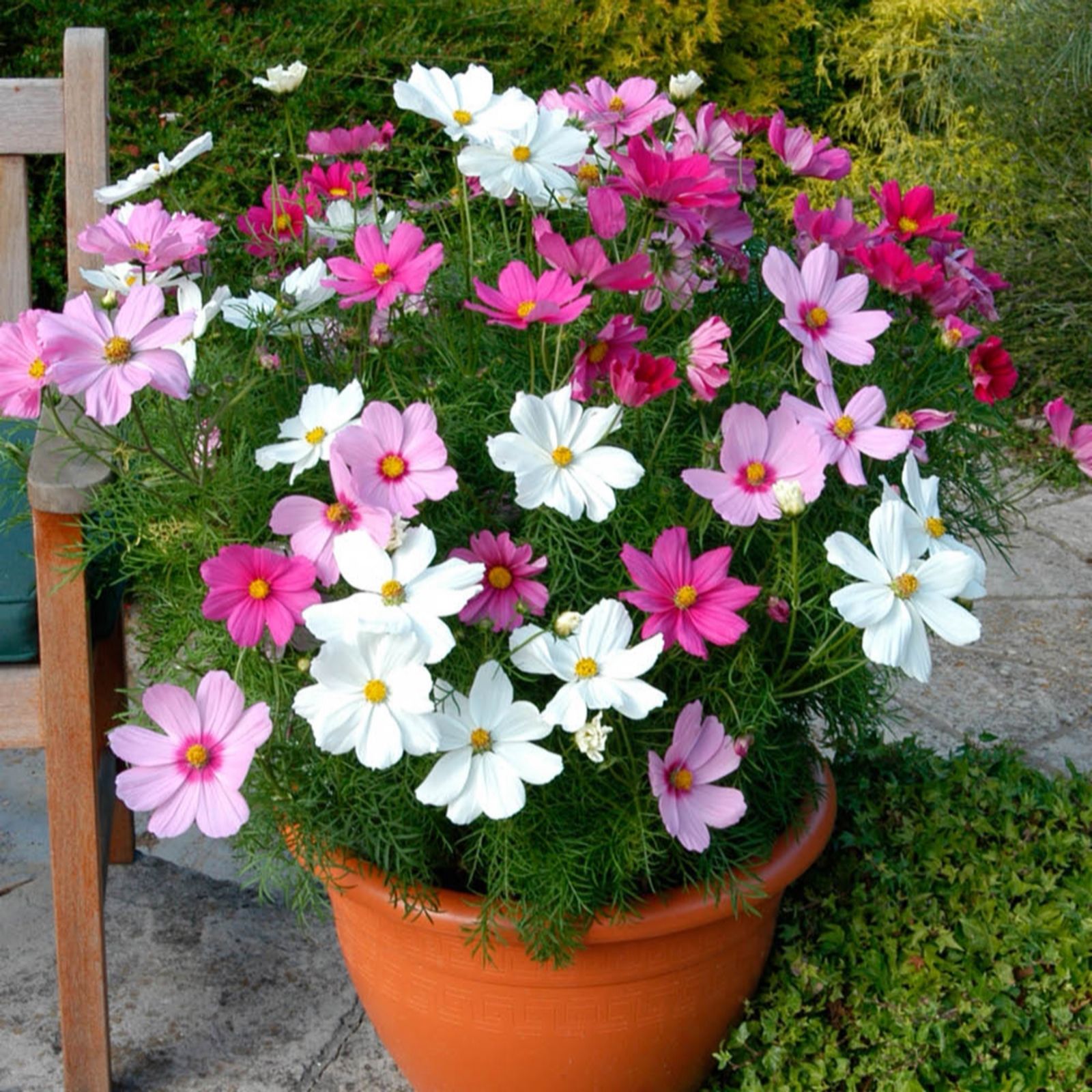 YouGarden Cosmos 'Sonata Mixed' Garden Ready Plants x20