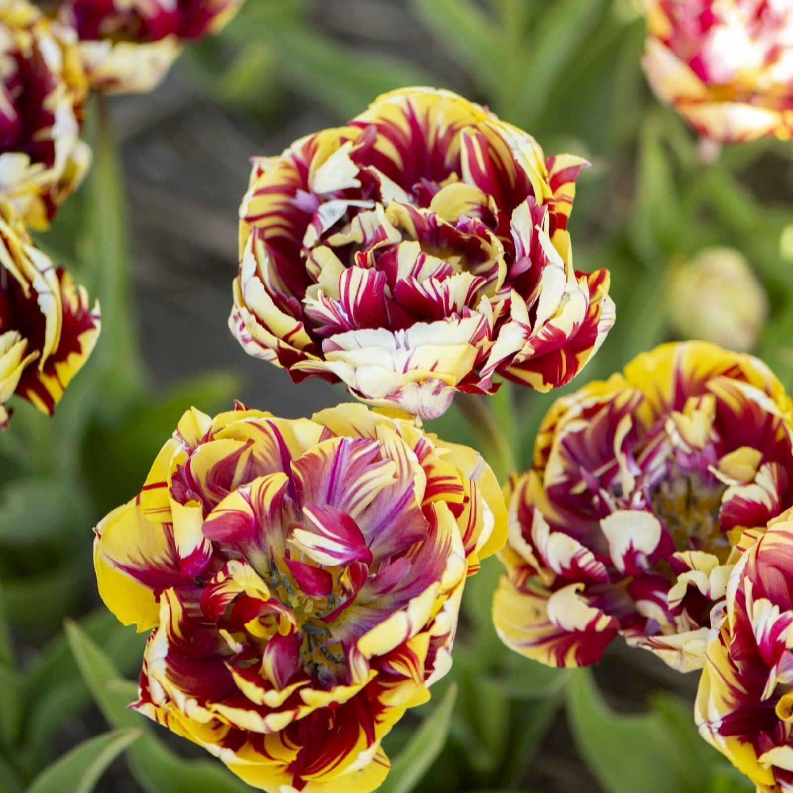 Thompson & Morgan Tulip El Cid Dubbel 16 Bulbs