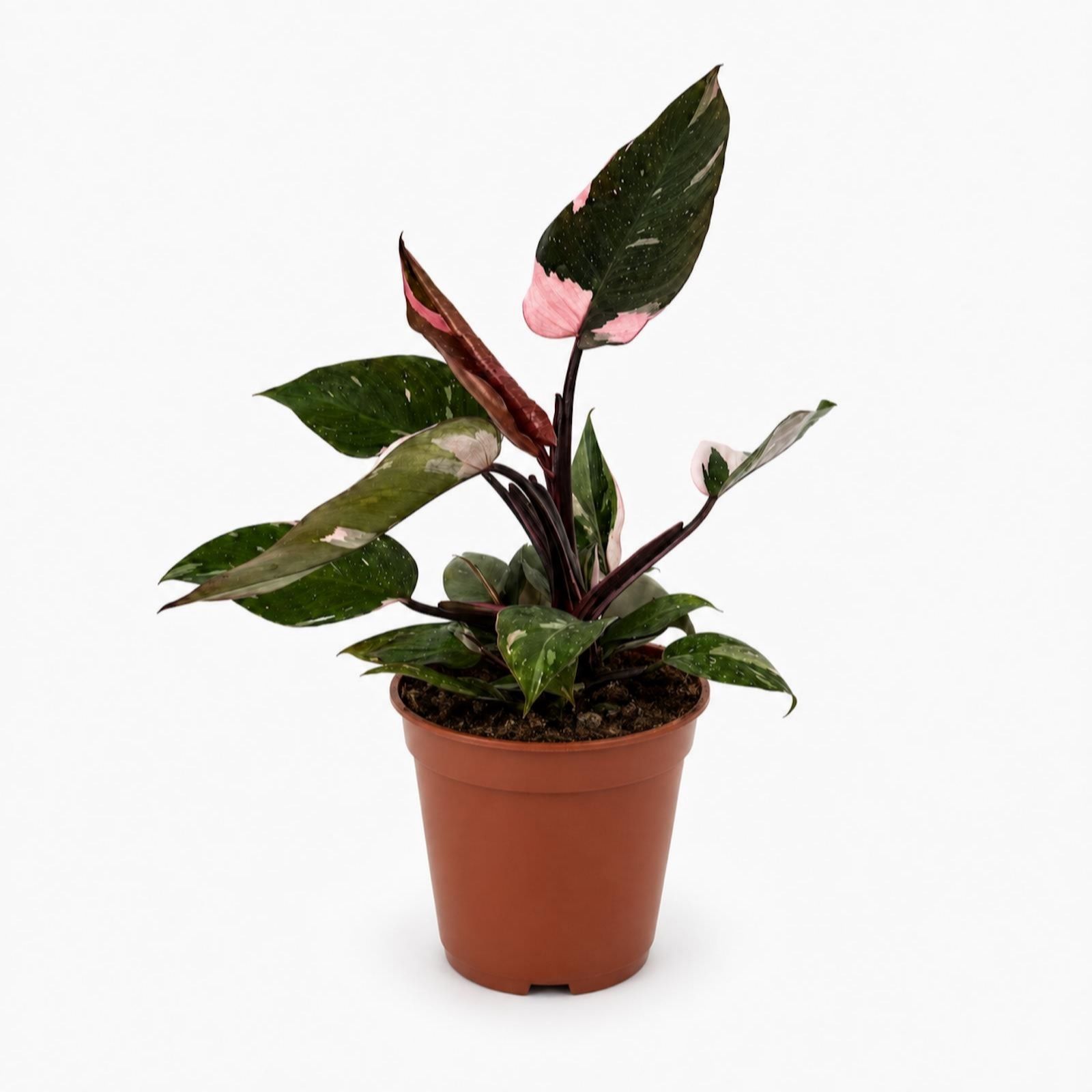 Oh So Floral Philodendron Pink Princess 12cm Houseplant w/White Pot