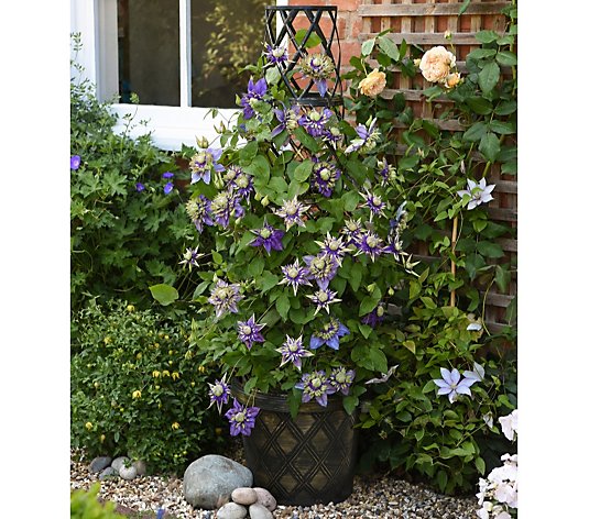 Thompson & Morgan 2x 7cm Clematis Taiga with Tower Pot