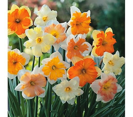 Plants2Gardens Narcissus Butterfly Mixed 20x Bulbs