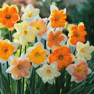 Plants2Gardens Narcissus Butterfly Mixed 20x Bulbs - 730020