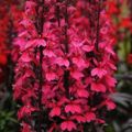 Richard Jackson`s Nursery Fresh Perennial Lobelia 5 x 6cm Garden Ready Plants