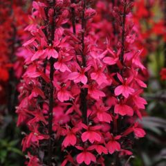 Richard Jackson`s Nursery Fresh Perennial Lobelia 5 x 6cm Garden Ready Plants