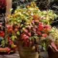 YouGarden Nandina 'Fire Power' in 2L pots x2