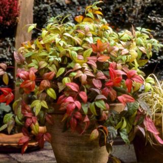 YouGarden Nandina 'Fire Power' in 2L pots x2