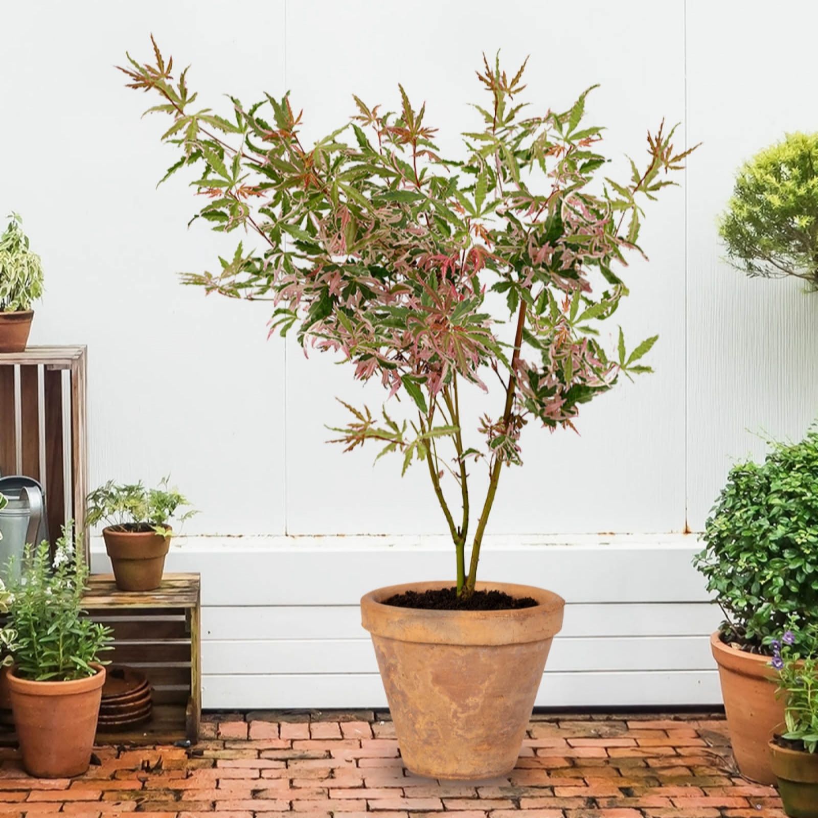 You Garden Acer palmatum 'Iyoshi' in 10.5cm pots x3