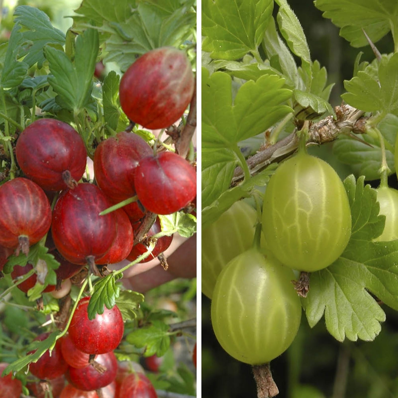 YouGarden Gooseberry Collection in 1.7L pots x2