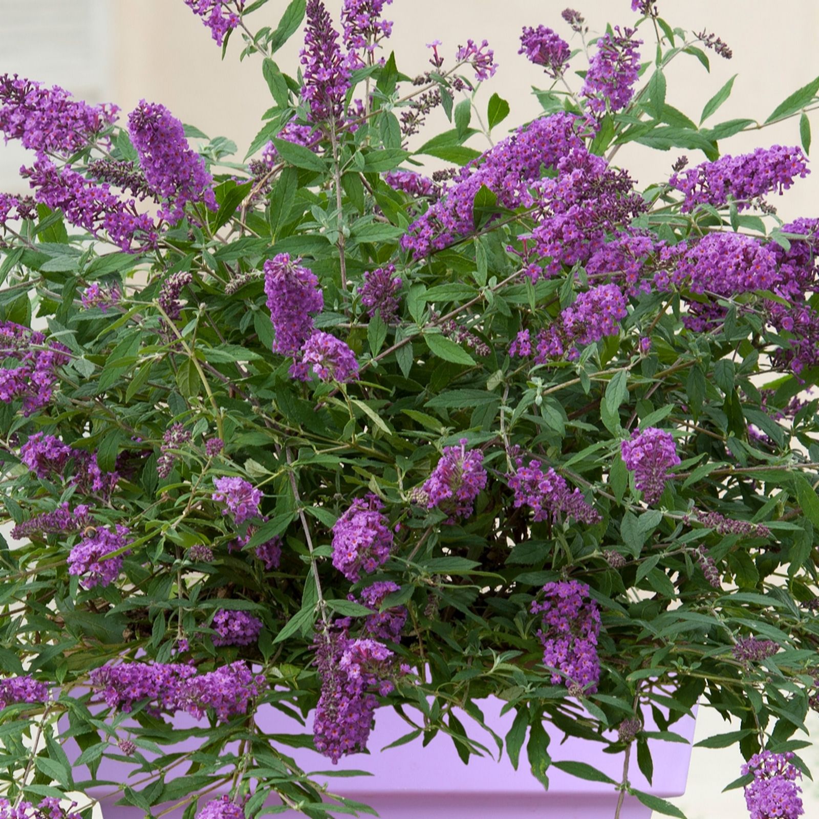 Richard Jackson Buddleja Summer Lounge Purple