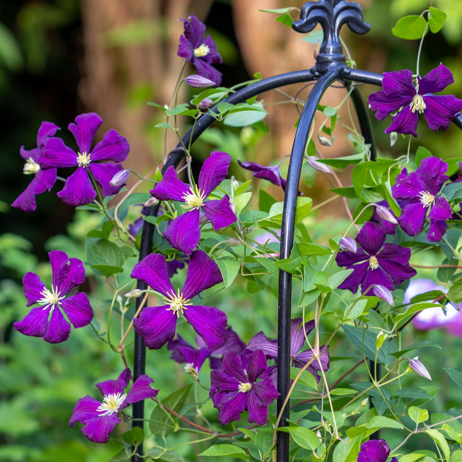 Hayloft Plants Clematis 2 Litre On Canes x 2