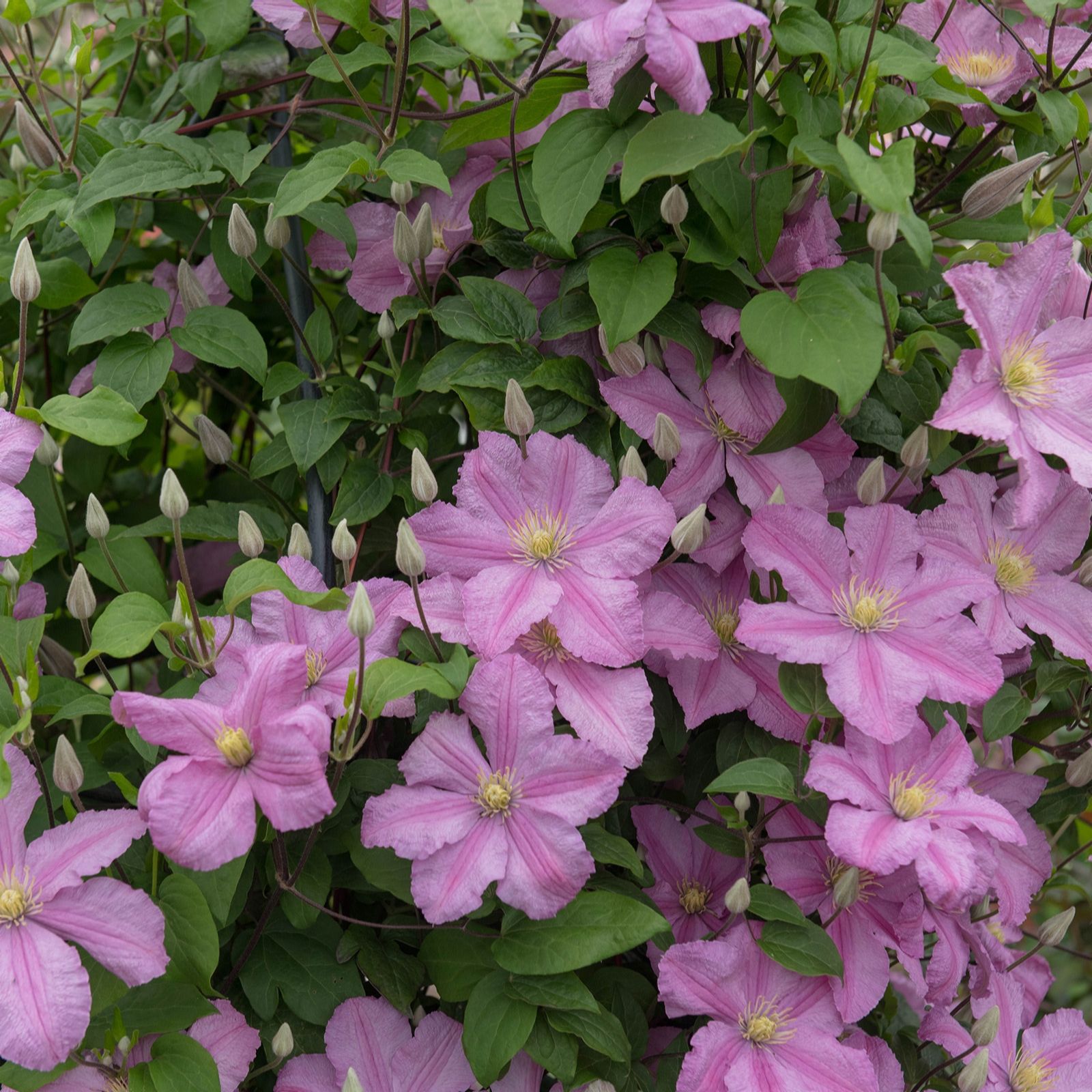 Hayloft Plants Clematis 2 Litre On Canes x 2