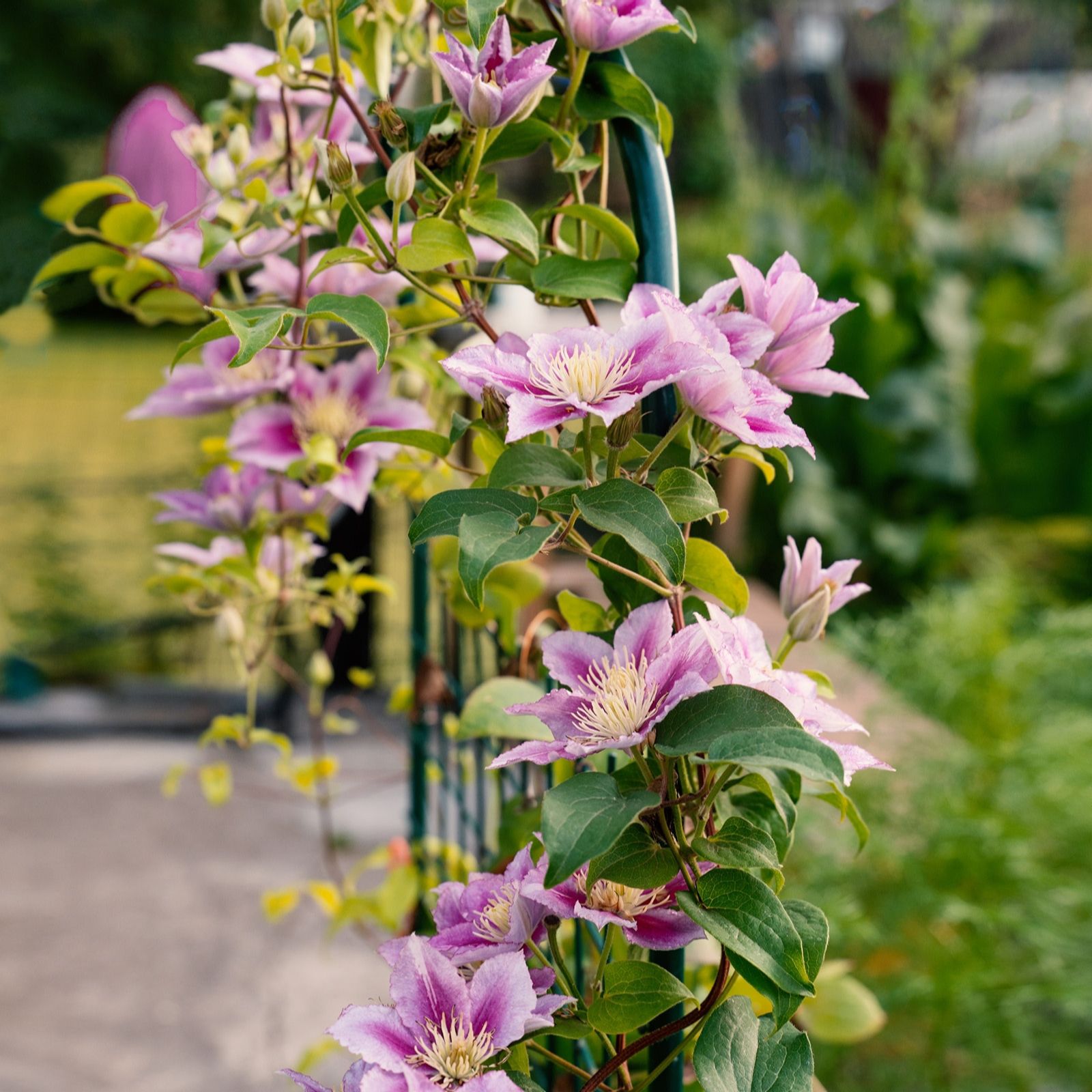 Hayloft Plants Clematis 2 Litre On Canes x 2