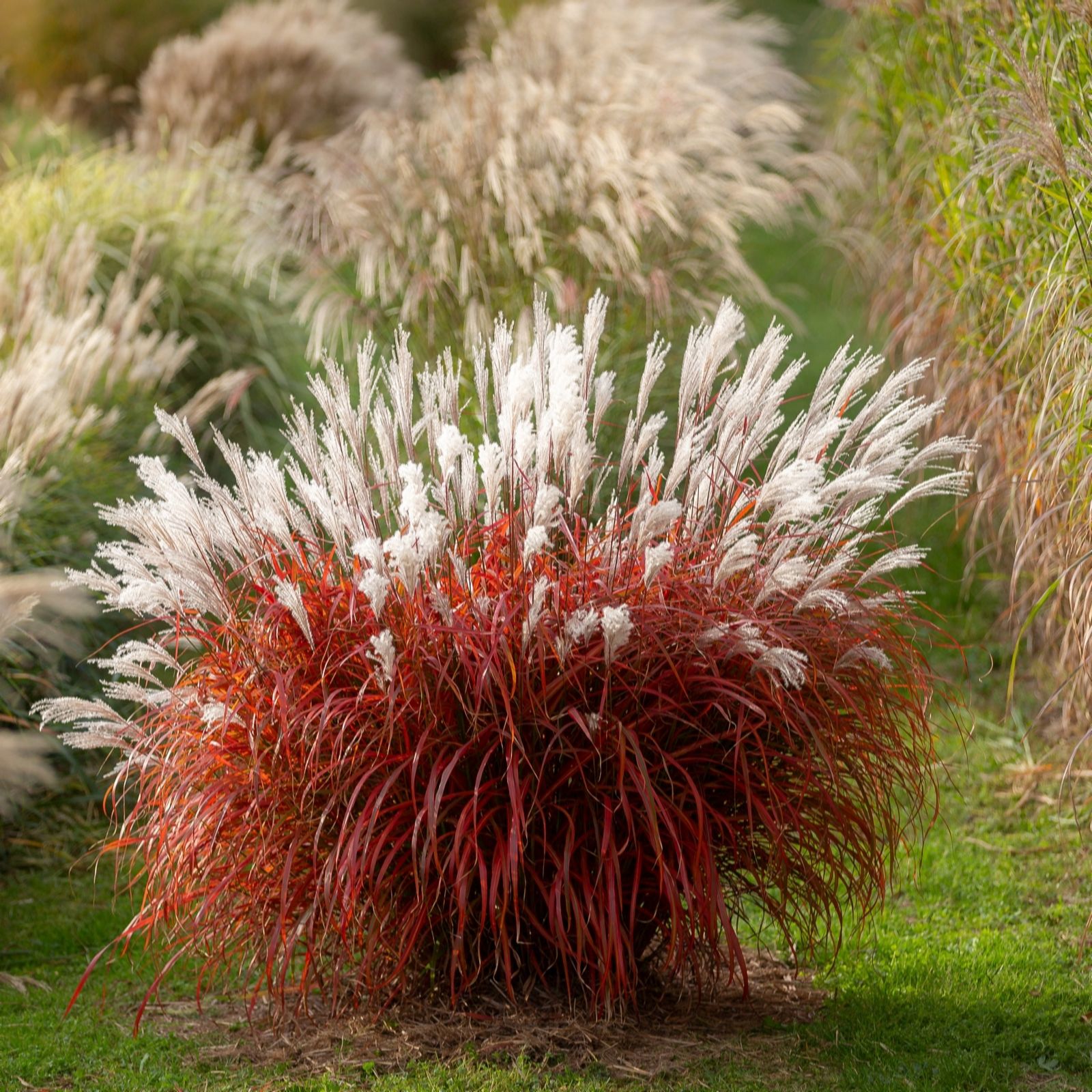 Hayloft Plants Miscanthus sinensis Lady in Red