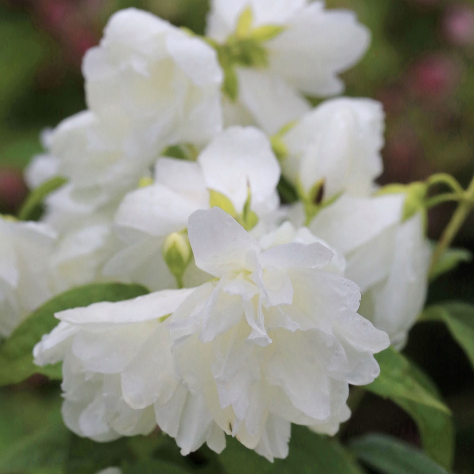 Richard Jackson Philadelphus Little White Love 2.3l pot