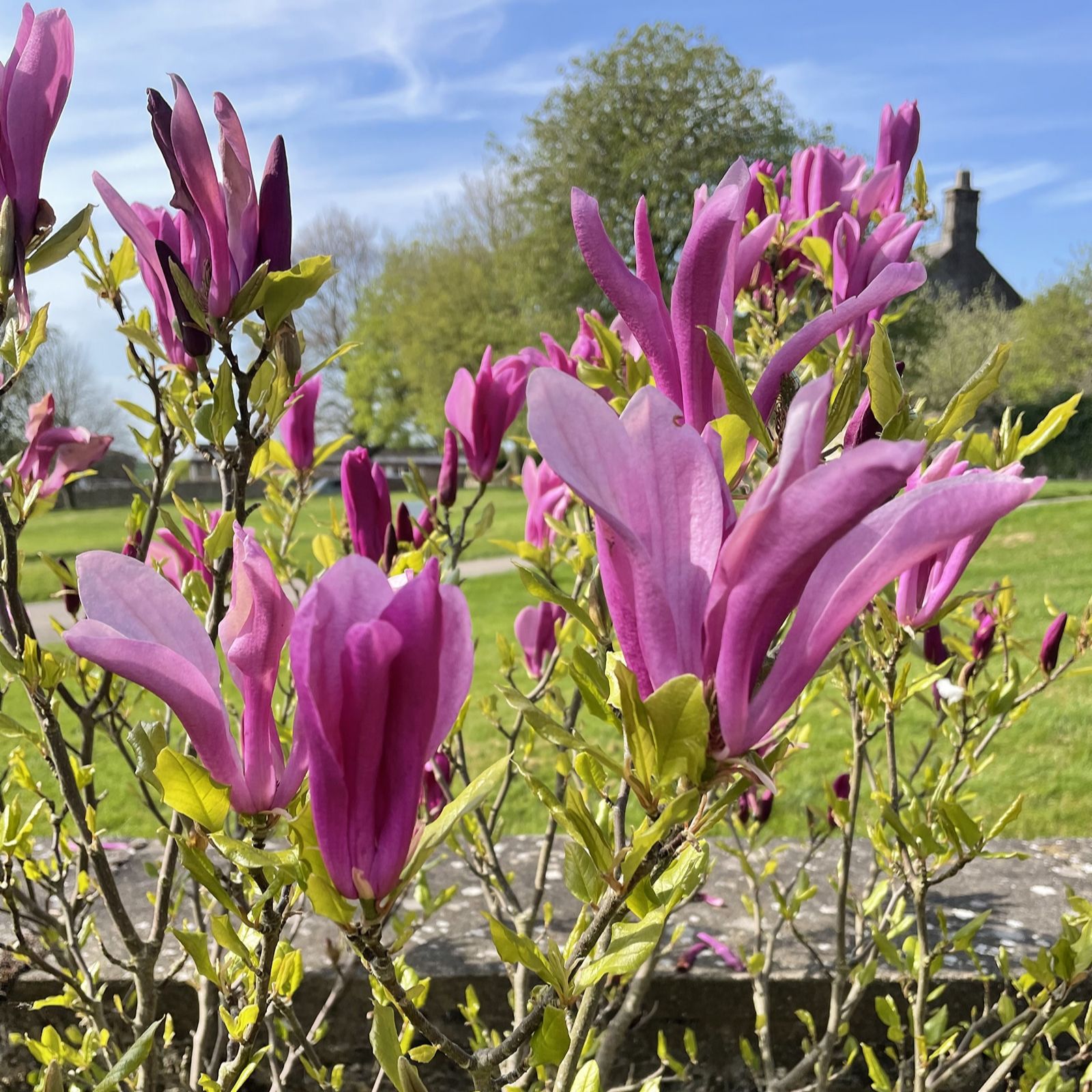 Plants2Gardens Magnolia Patio Standard 3ltr