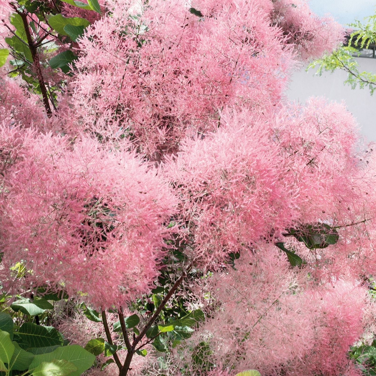 Plants2Gardens Cotinus Candy Floss 3ltr